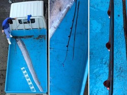 Kata Pakar Jepang Soal Kemunculan Oarfish Si Pertanda Bencana