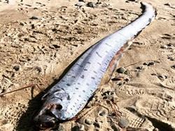 5 Fakta Ikan Oarfish yang Ditangkap Nelayan di Selayar