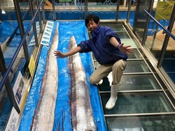 Tentang Oarfish yang Muncul dan Bikin Resah Jepang