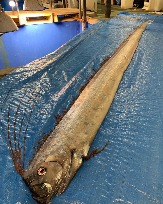BMKG: Oarfish Muncul di Selayar Bukan Pertanda Gempa Besar ...
