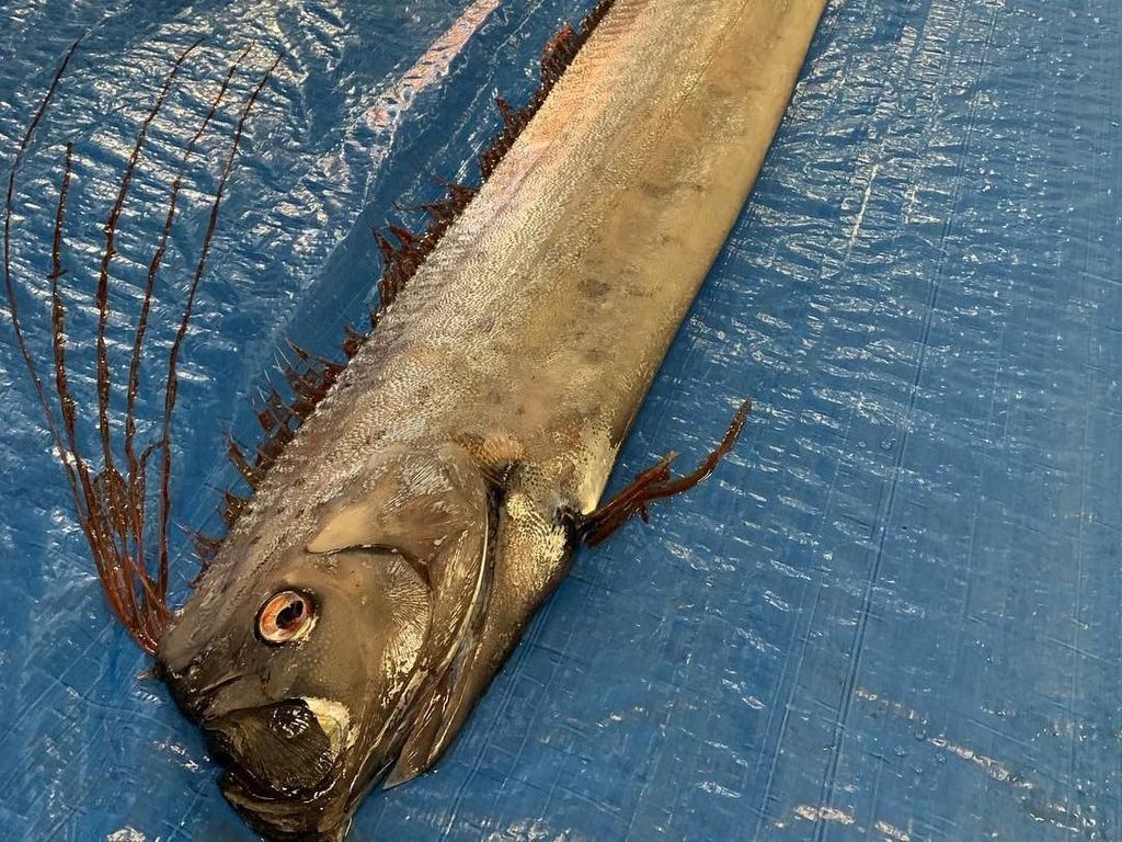 BMKG: Oarfish Muncul di Selayar Bukan Pertanda Gempa Besar-Tsunami BMKG: Oarfish Muncul di Selayar Bukan Pertanda Gempa Besar-Tsunami