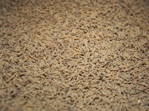 Viral Video Ada Belatung di Vagina, Kok Bisa? dr Boyke Angkat Bicara