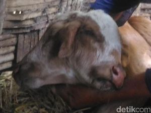 Anak Sapi Berkepala Dua di Boyolali Nyusunya Pakai Dot Bayi