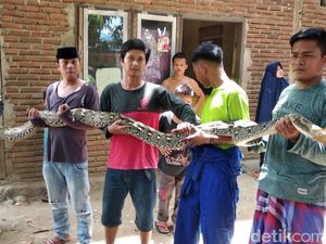 Warga Polman Tangkap Piton 4 Meter yang Berkeliaran di Perumahan