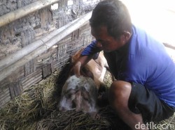 Anak Sapi Berkepala Dua Lahir di Boyolali