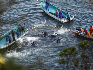 Foto: Lautan Darah Lumba-lumba di Jepang