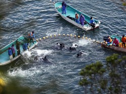 Kata Peneliti Kelautan Soal Perburuan Kejam Lumba-lumba di Jepang