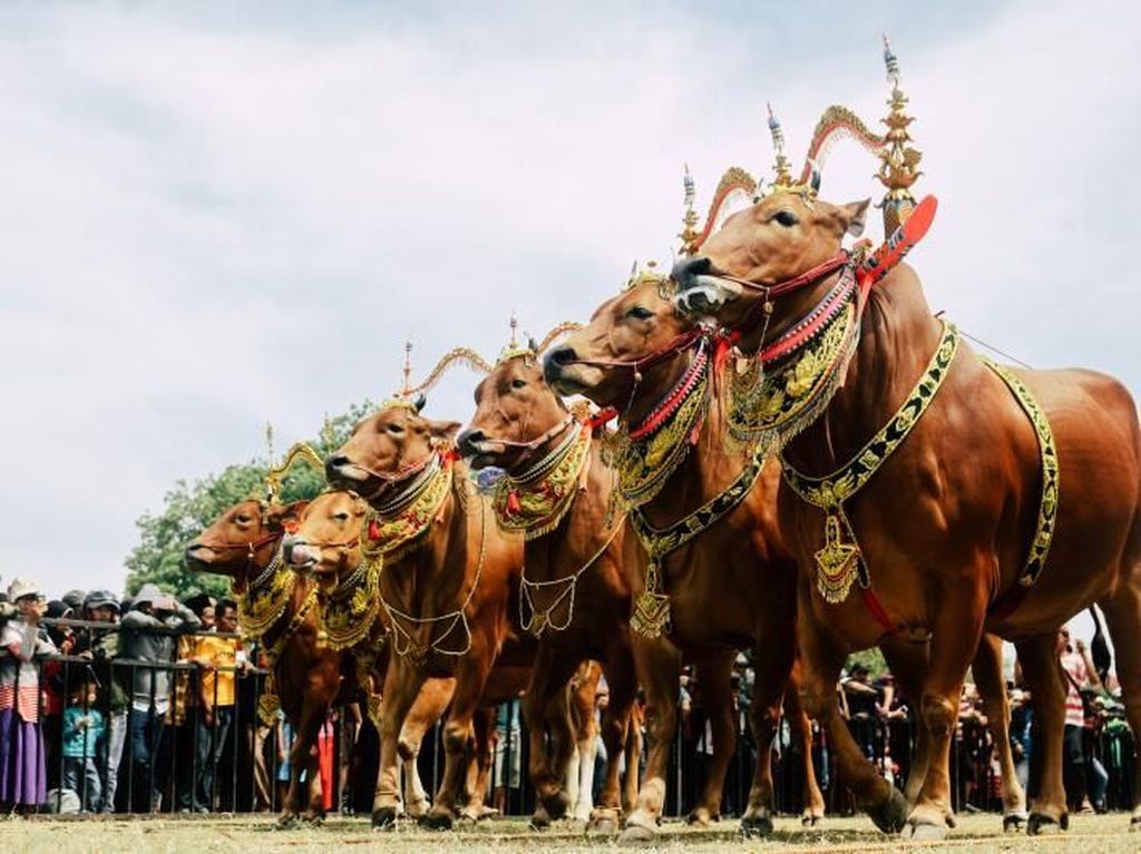 Berkelana di Tanah Madura Berkelana di Tanah Madura