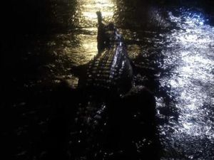 Banjir di Australia Bikin Buaya Berkeliaran di Jalan, Tentara Dikerahkan