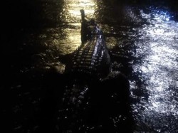 Banjir di Australia Bikin Buaya Berkeliaran di Jalan, Tentara Dikerahkan