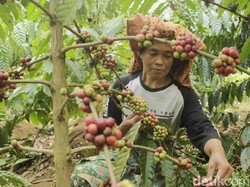 Industri Kopi Pangandaran Mulai Menggeliat, Minta Perhatian Pemda