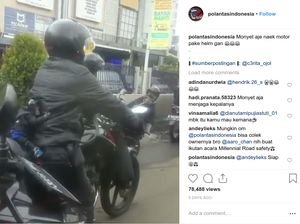 Masih Nggak Mau Pakai Helm? Malu Nih Sama Monyet