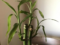 Lupakan Mitos Angker, Ini 7 Manfaat Tanam Pohon Bambu di Rumah