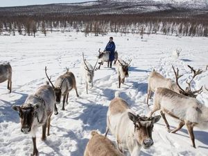 Kisah Penggembala Rusa dari Suku Terkecil Sedunia