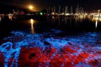 Cantik Banget! Beberapa Pantai di Dunia Bisa 'Menyala' ketika Malam