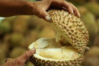 Ini Cerita Petani Mengapa Durian Banyumas J-Queen Dijual Mahal