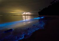 Cantik Banget! Beberapa Pantai di Dunia Bisa 'Menyala' ketika Malam