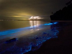 Cantik Banget! Beberapa Pantai di Dunia Bisa Menyala saat Malam