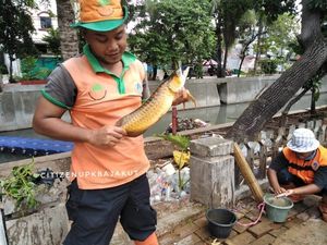 Ikan Arwana Emas Mendadak Muncul di Kali Mati Jakut
