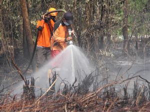 BRG Restorasi 77.528 Hektare Lahan Gambut yang Rusak di Jambi