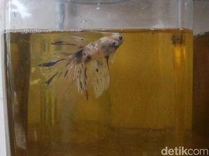 Menarik! Berantas Jentik Nyamuk dengan Ikan Cupang Menarik! Berantas Jentik Nyamuk dengan Ikan Cupang