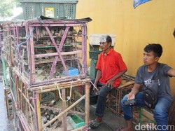 Cuan Pedagang Burung Melejit di Perayaan Imlek