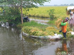Agar Petani Bisa Hidup Layak