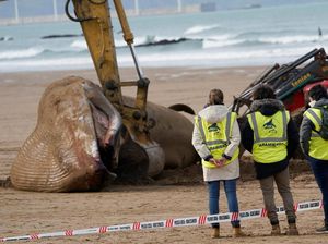Paus Raksasa Mati Terdampar Ditemukan di Spanyol