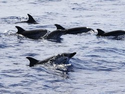 Pernah Lihat Lumba-lumba Berenang di Depan Kapal? Ternyata Ini Alasannya