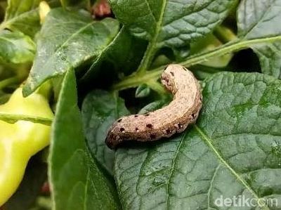 Penampakan Ulat yang Bikin Harga Cabai Inul Goyang