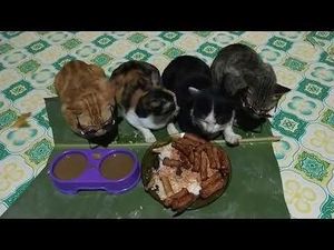 Bikin Ngakak! Kucing-kucing Ini Nurut Saat Diceramahi Sebelum Makan
