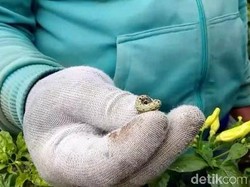 Perusahaan Pengendali Hama Asal Inggris Lebarkan Sayap ke RI