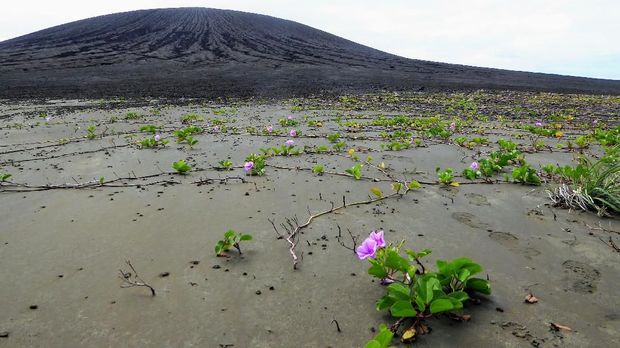 Peneliti NASA Temukan Pulau Baru Hasil Letusan Gunung Api di 