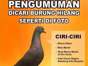 Burung Masih Hilang, Sayembara Berhadiah Rp 30 Juta Masih Lanjut Burung Masih Hilang, Sayembara Berhadiah Rp 30 Juta Masih Lanjut