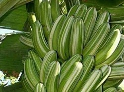 Inikah Pisang Baru? Pisang Varigata yang Manis dan Instagenik