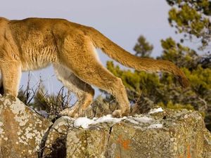 Kasihan, Singa Gunung Ini Ditembak Polisi Lalu Mati Saat Dioperasi Kasihan, Singa Gunung Ini Ditembak Polisi Lalu Mati Saat Dioperasi