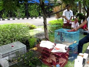 Polisi Gagalkan Penyelundupan Burung Dilindungi dari Papua Polisi Gagalkan Penyelundupan Burung Dilindungi dari Papua