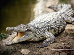 Gigit Ketua DPRD Bangka, 2 Buaya Ditangkap