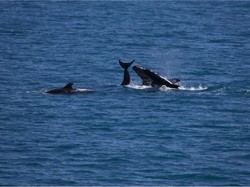 Mau Lihat Paus dan Langit Berbintang? Yuk, Pergi ke Australia Barat
