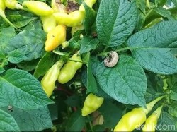 Serangan Ulat Bikin Cabai Inul Anjlok