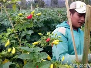 Cegah Aksi Buang Cabai di Garut Terulang, Pemda Siapkan Jurus Ini