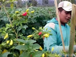 Cegah Aksi Buang Cabai di Garut Terulang, Pemda Siapkan Jurus Ini