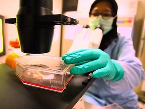 Penampakan Test Pack Diagnosis DBD yang Viral di Medsos