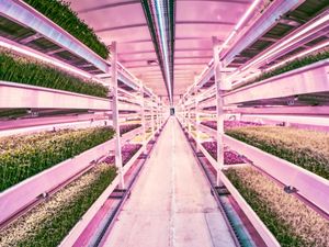 Super Unik! Kebun Bawah Tanah Pertama di Dunia