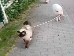 Akrabnya Babi dan Kucing Jalan-jalan Sore