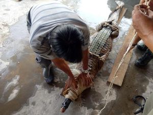 BBKSDA Jabar Amankan 4 Buaya Peliharaan Warga Indramayu