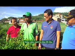 Mampir di Magetan, Sandiaga Uno Keliling Kebun Kubis, Kentang hingga Cabai