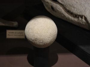 Mengenal Bezoar, Batu dari Perut Hewan yang Dulu Dianggap Obat Berharga