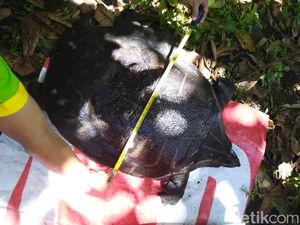 Seekor Labi-labi Langka Nyaris Punah Ditemukan di Sungai Sleman Seekor Labi-labi Langka Nyaris Punah Ditemukan di Sungai Sleman