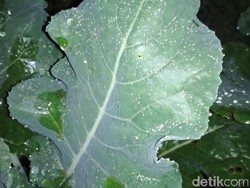 Hujan Abu Tipis Melanda Sebagian Wilayah Boyolali Malam ini